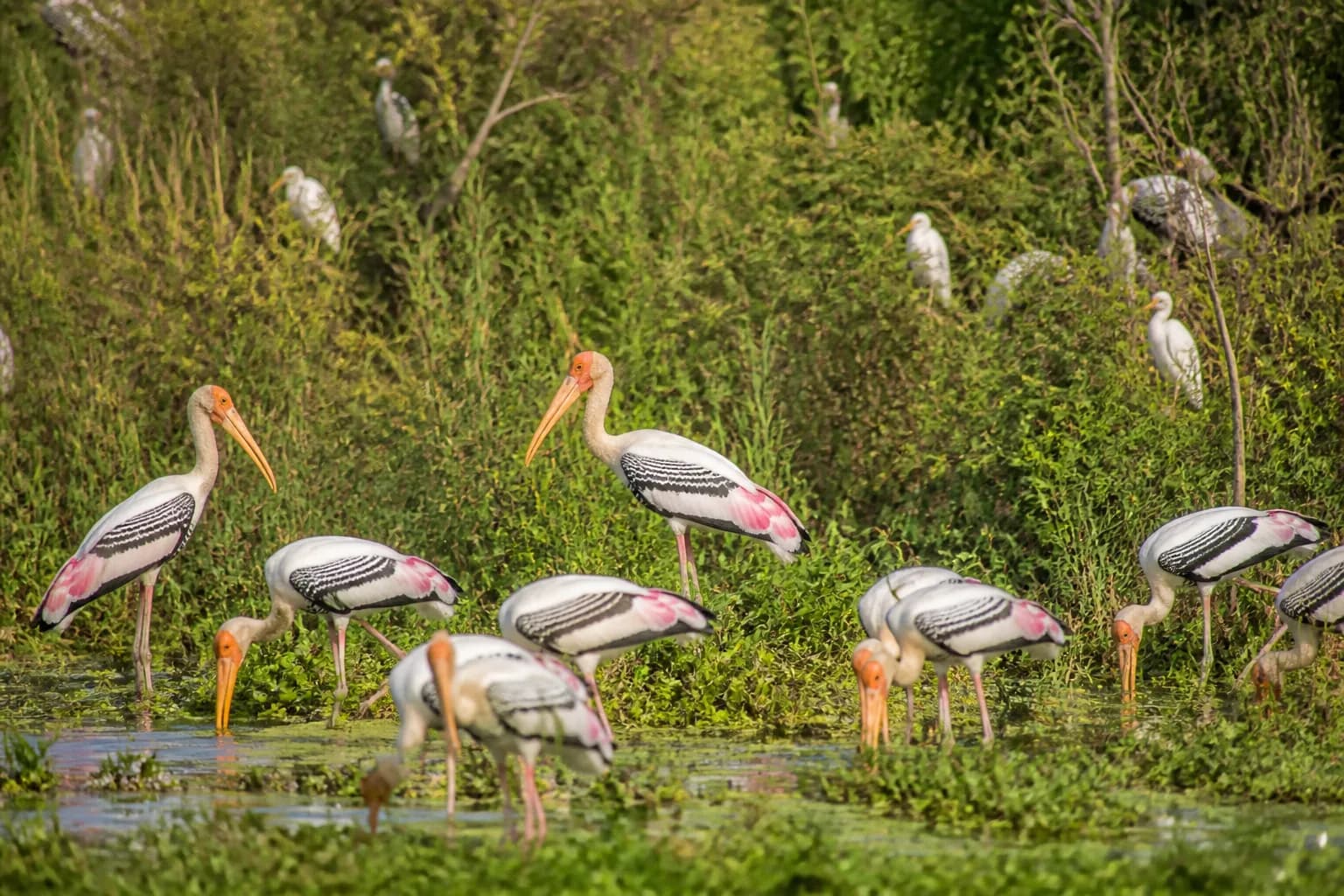 Birds in a Karnataka wetland