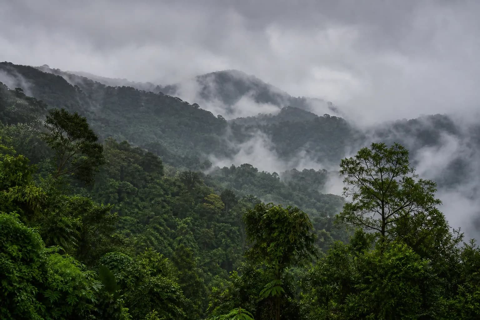 Dense rainforest and low cloud at Agumbe in the Western Ghats