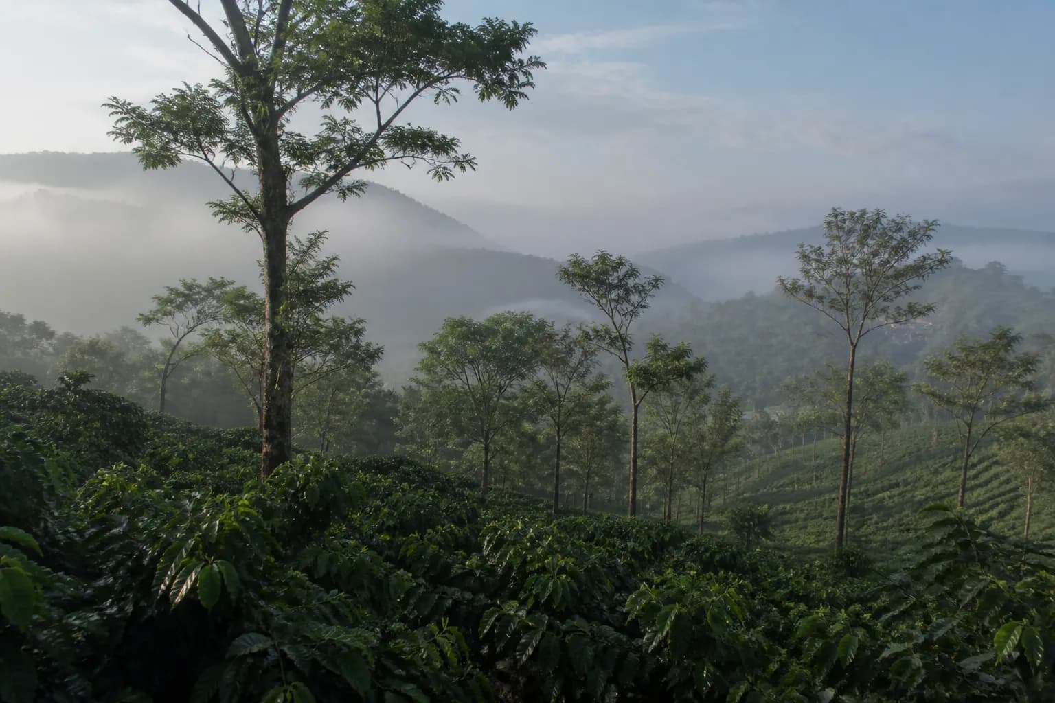Mist moving through a coffee estate in the Western Ghats